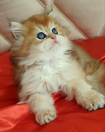 Pişiklər: Britan — 6