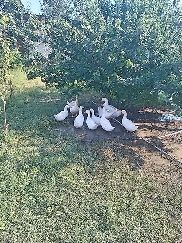 ev quşlari haqqinda melumat: Ağ ördəklər – təsərrüfat üçün quşlar - Növ: ağ ev ördəkləri — 2