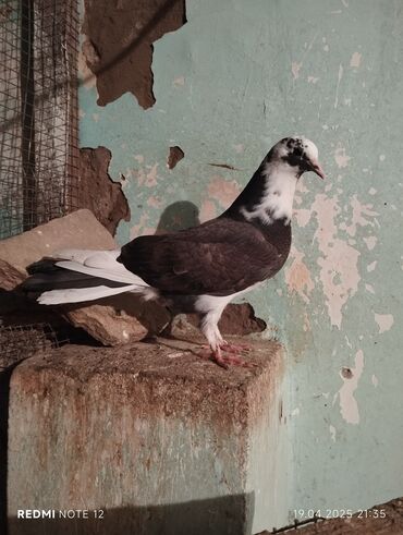 göyərçin dami: Ağ baş Keven baladi maya olacaq.14-15 tükdür