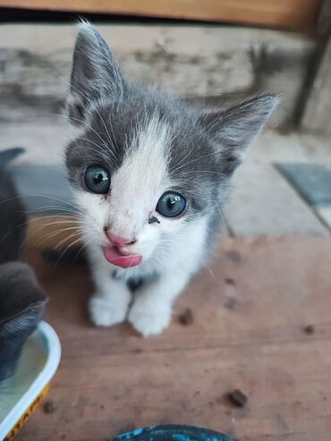 шотландская короткошерстная кошка: 2 айлык, Эркек
