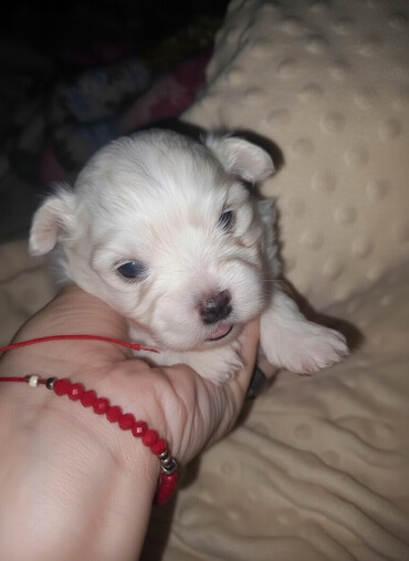 Psi: Malo belo štene – rase maltezer/pudl tip (toy veličina) - Starost — 2