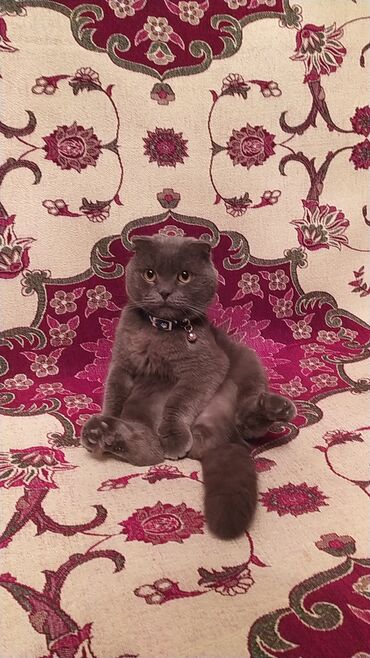 Pişiklər: Şotland yastı qulaq — 5