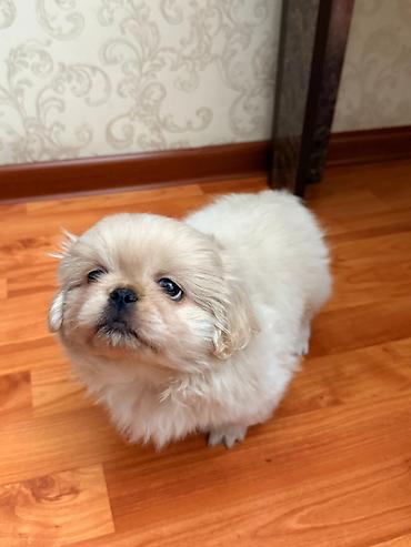 golden retriver it: Pekines, 2 ay, Erkək, Ünvandan götürmə — 3