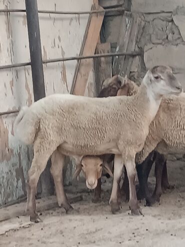 Индюшки: 17 18 kiloluq qurbanliq quzular . unvan lokbatan