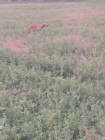 İtlər: 2 il, Dişi, Peyvəndli, Ödənişli çatdırılma — 13