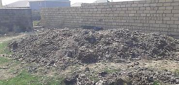 təbii yolka ağacı: Təbii Quru Mal Peyini Temiz Hazir yigilmis Kiselerdedi Ağaca Qazona — 5