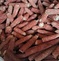 декоративные растения: Кукуруза Оптом, Платная доставка, Самовывоз, Бесплатная доставка