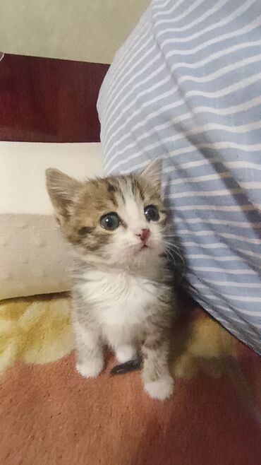 саванна кошка цена: Котёнок домашний, короткошёрстный. Окрас: бело-тигровый, розовый нос с