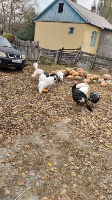 куры домашные: Сатам | Ургаачы күрп (ургаачы), Эркек күрп, Балапан күрп | Аргын, Бройлер, Кара ханзаада | Союуга, Көбөйтүү үчүн | Асыл тукумдуу