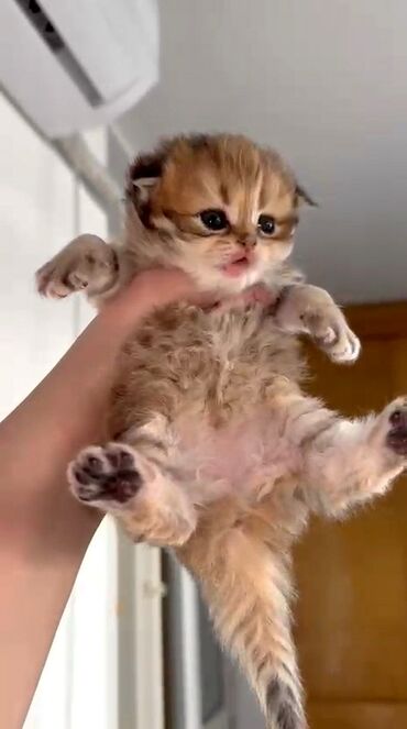 Pişiklər: Qold şotland dişi balalar əzizləriniz üçün ən gözəl seçimdir😊🤌buyurun -da lalafo.az — 9 Pişiklər: Qold şotland dişi balalar əzizləriniz üçün ən gözəl seçimdir😊🤌buyurun — 9