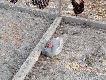 Ördəklər: LAVANDA lal ördekler. 8 aylıq erkeylerdi .damazdiq heyvanlardi.temiz — 7