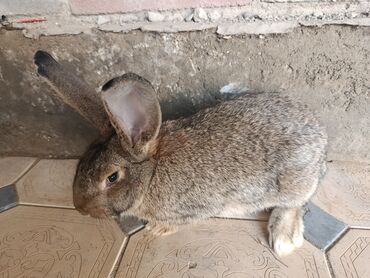 Декоративные кролики: Срочно продается оптом Кролика 4 самки 1 самец парода 3 самка фландр и — 5