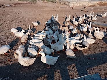 qusar heyvan satışı: Satılır.pekin ordekleri Məhsul təsvir.150eded dişi,50eded erkey — 2