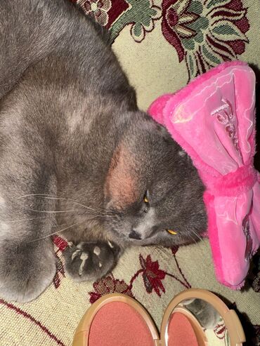 Pişiklər: Şotland yastı qulaq — 8