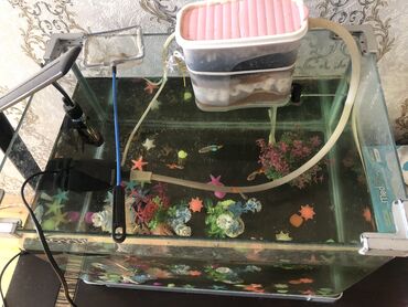 heyvan alqi satqisi: 50 litrlik akvarium satilir,ustunde elde duzeltme filteri suyu