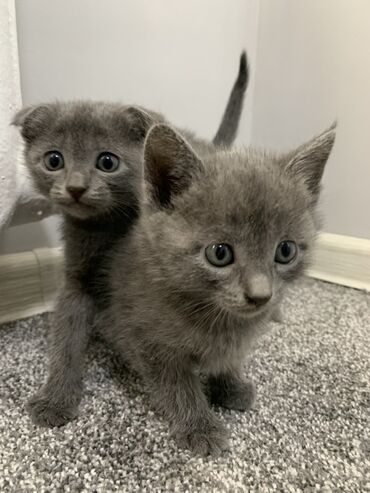 кошка сфинкс: Скотиш Фолд (Шотландиялык шалпаң кулак), 1 айлык, Ургаачы, Боз, Лотокко барууга үйрөтүлгөн