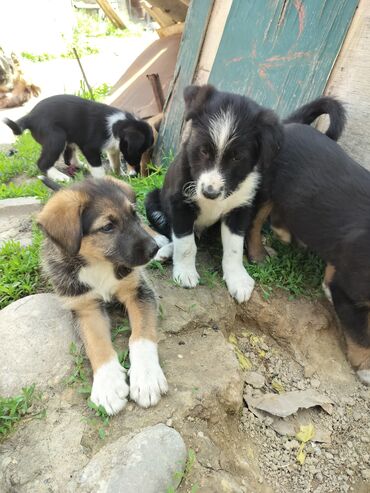 карликовые собаки: Щенята ищут добрых и ответственных хозяев Щенятам 1,5 месяца мальчики