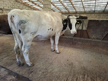 продаю связи с переездом: Продаю | Корова (самка) | Голштин | Для молока, Для разведения | Племенные, Стельные