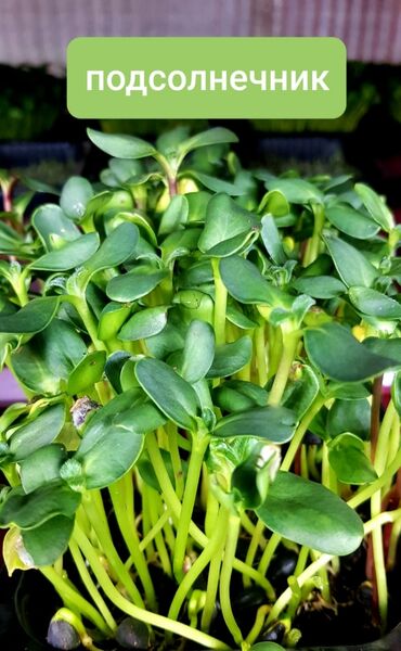 Здоровое питание: Продается вкусная красивая и очень полезная микрозелень в большом — 8