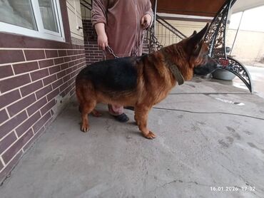 Продажа собак: Немецкая овчарка, кобель, экстерьер восточно-европейского/шоу-типа — 2