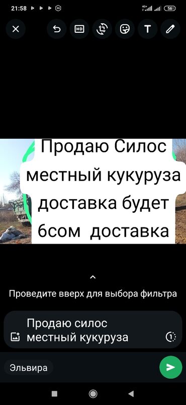 Услуги ветеринара: Продаю силос местный кукуруза доставка будет от Чалдавара до Токмока