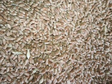 Всё для дома и сада: Пшеница в мешках 30тон 
в мешках 27сом
Расыпной 26сом