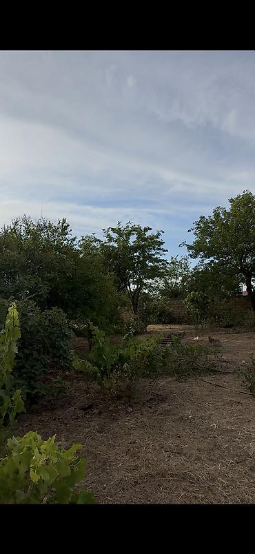 şaftali bagi: 2 sot, Tikinti, Mülkiyyətçi, Kupça (Çıxarış) — 3