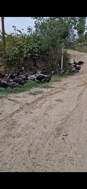 Сельхозптицы: Salam 3 aylıq bütün iynə dərmanları olunub 50 günlükdə var 15 az ana — 6