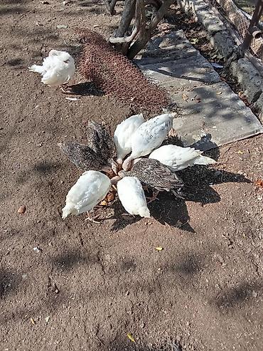 satiliq inekler: Amerikan bronz sortu.tək tək satılmır. 50 Günlük. 9 baş. hamsi 150 azn — 3