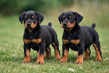 Doberman, 2 ay, Erkək, Peyvəndli