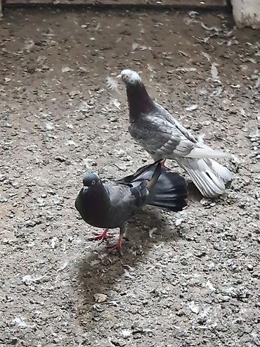 Quşlar: Hündür ayaq 19 tük erkək mor çil, 16 tük maya.Cüt deyillər, qiymət — 6