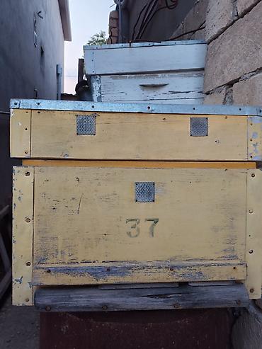 çardaq quşun yuvası: Arıçılıq üçün taxta pətəklər - Material: qalın taxta gövdə, üst — 3