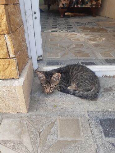 pişik etibarlı əllərə verilir: Tabbi, Dişi, Yaxşı əllərə, Ünvandan götürmə