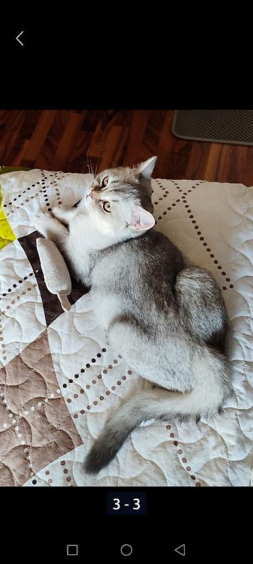 Pişiklər: Şotland — 10