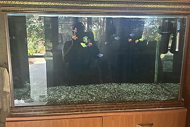 Akvariumlar: Dördbucaq akvarium, Balıqlarla birlikdə, 500 l, Ünvandan götürmə — 2