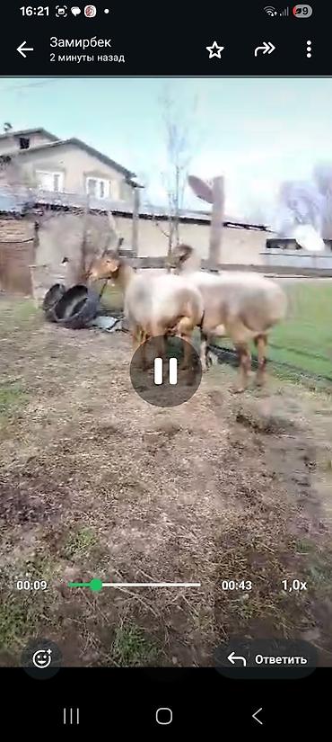 Баран, овца: Продаю | Баран (самец) | Для разведения — 11