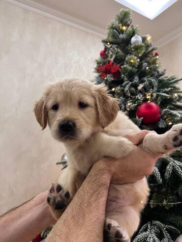 İtlər: Retriever, 2 ay — 12