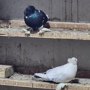 Göyərçinlər: Zövqlü dekorativ göyərçinlər dəsti - Nadir görünüşlü dekorativ — 2