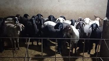 Баран, овца: Продаю | Овца (самка), Ягненок, Баран (самец) | На забой | Кастрированные — 14