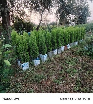 qara torpaq ve peyin: Thuja (Qızıl şam, leylandi tipli dekorativ iynəyarpaq) fidanları - — 5