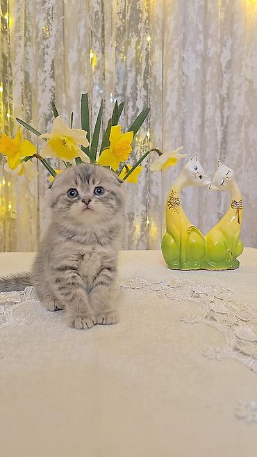 Pişiklər: Şotland — 1