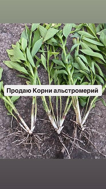 корейские апаловка: Самовывоз — 1