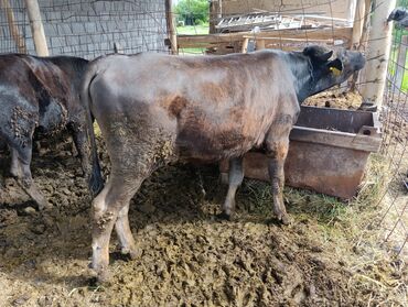 Коровы, быки: Продаю | Бык (самец) | Алатауская | Для разведения