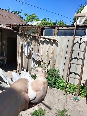 Птицы: Продаю молодых голубей 1 шт стоит пятьсот сом окончательно родители — 14
