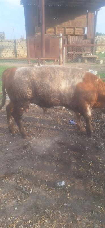 ev iti ucuz: 1ilin bordaqidi bakidi mal vacap 0553011600 super kok mallardi — 2