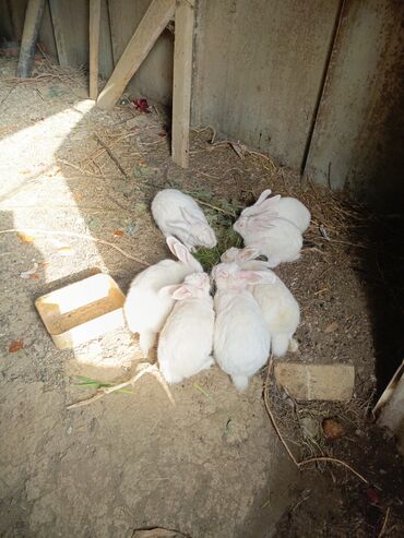 отдам котенка в добрые руки: Ağ albinos dovşanlar – qrup şəklində - Rəng: tam ağ, qırmızı gözlü