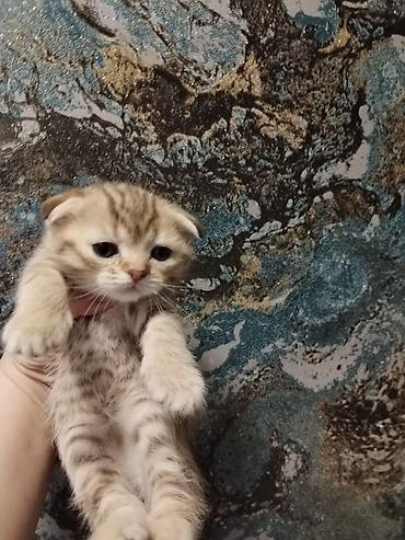 Pişiklər: Britan, Erkək, Dişi, Yaxşı əllərə, Ünvandan götürmə, Pulsuz çatdırılma, Ödənişli çatdırılma — 9