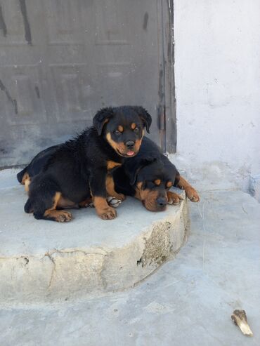 İtlər: Rotveyler, 2 ay, Dişi, Peyvəndli, Ünvandan götürmə