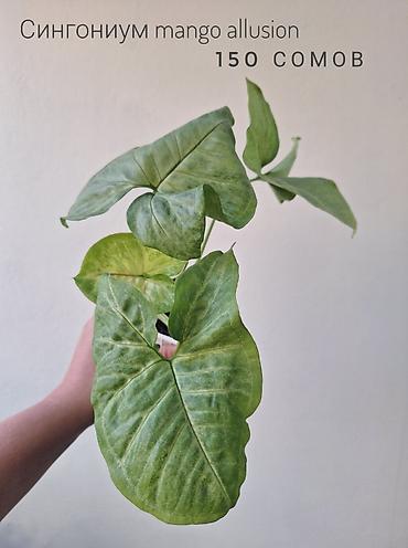 green life: 🌿 Комнатные растения/цветы (детки/молодые растения). 🪴 Названия и цены — 10