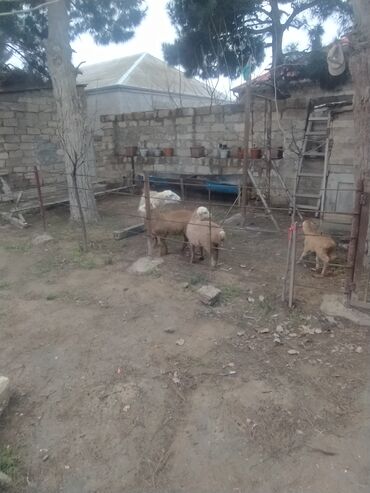Qoyunlar, qoçlar: Satış: Qoyun və quzular Təsvir: - Ev şəraitində saxlanılan — 3
